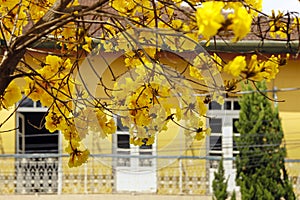 Yellow ipe tree in the city