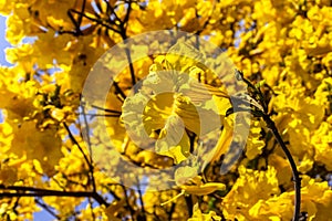 Yellow IpÃÂª Handroanthus albus flowering in a square photo