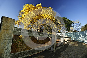 Yellow IpÃÂª on stone path