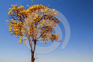 Yellow ipÃÂª, a typical Brazilian cerrado tree. photo