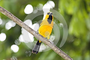 Yellow Iriole, icterus nigrogularis, Adult standing on Branch, Los Lianos in Venezuela