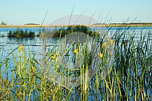 Yellow iris photo