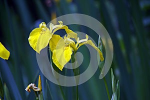 Yellow iris blooming next to a pond