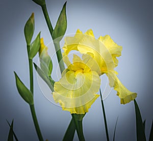 Yellow Iris and Blooms