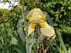 Yellow iris close-up. Graceful flower in the garden