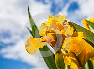 Yellow iris Flower