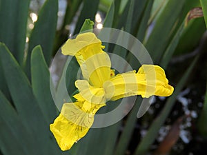 Yellow Iris flower