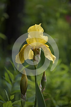 Yellow iris on a flower bed in the garden