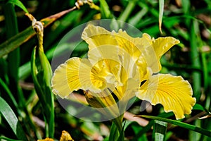 Yellow Iris