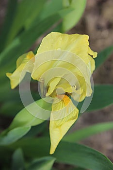 Yellow iris flower detailed