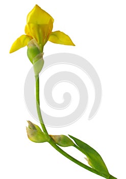 Yellow iris flower isolated