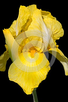 Yellow iris flower isolated on black