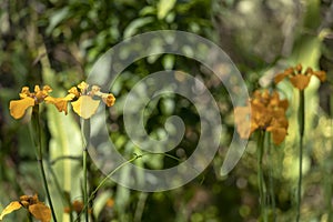 Yellow iris flower plant on the green blurred ground background