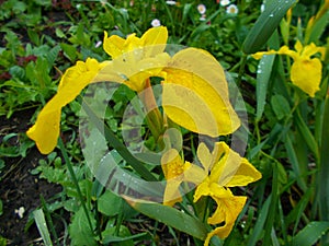 Yellow iris flower rain field