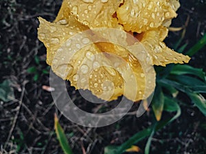 Yellow iris flower and rainy drops, rainy weather and atmosphere, rainy photo