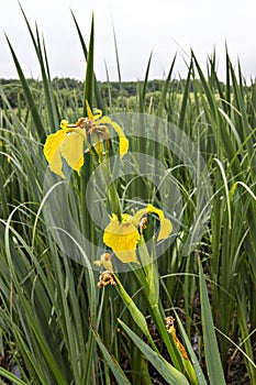 Yellow Iris flower, Water Flag