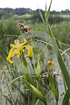 Yellow Iris flower, Water Flag