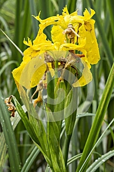 Yellow Iris flower, Water Flag