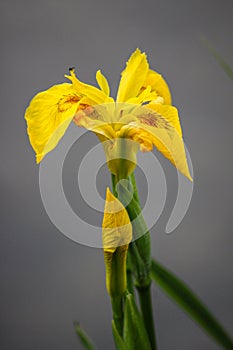 Yellow iris flower