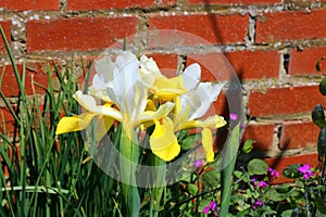 Yellow iris flowers.