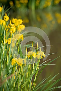Yellow iris flowers