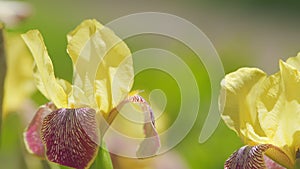 Yellow iris flowers in summer garden. Bearded rhizomatous irises. Slow motion.