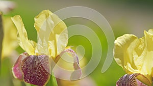 Yellow iris flowers in summer garden. Bearded rhizomatous irises. Slow motion.