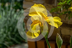 Yellow Iris germanica or Bearded Iris on stone background in landscaped garden. Beautiful Yellow very large head of iris flower