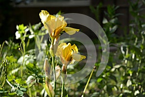 Yellow iris germanica on green leaves background.