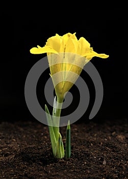 Yellow iris growing out of brown soil.