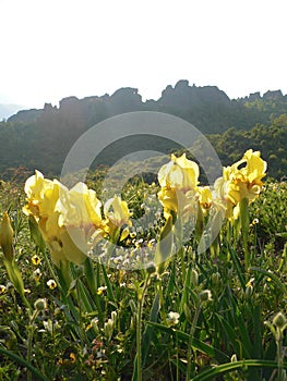 Yellow Iris Iridaceae flowers on a cliff background.