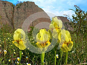 Yellow Iris Iridaceae flowers on a cliff background.