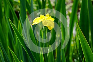 Yellow Iris - Iris pseudacorus near a natural pond