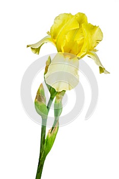 Yellow iris isolated on white