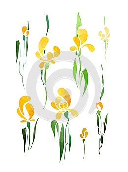 Yellow iris isolated on white background.