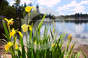 Yellow Iris Patch on the Beach