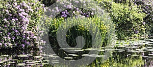 yellow iris and purple rhododendron reflect in water