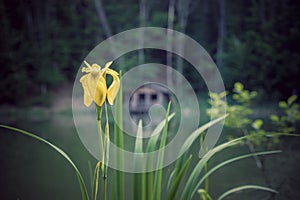 Yellow iris among the reeds on a blurred background of the lake and wooden structure.