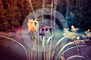 Yellow iris among the reeds on a blurred background of the lake and wooden structure.