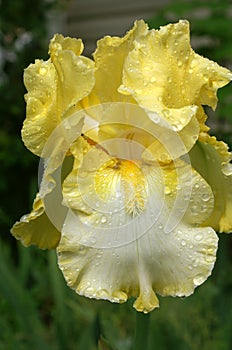 Yellow Iris Spotted With Rain Drops