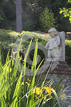 Yellow Irises Catching The Sun In The Pond At Portmeirion, North Wales