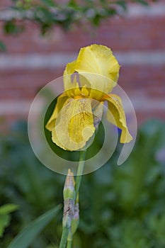 Yellow irises on a flower bed in the garden