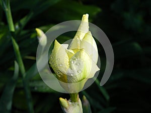 Yellow irys flowerbud with drops of water photo