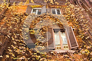 Yellow ivy on the facade of house