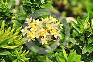 Yellow ixora flowers