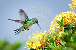 Yellow Ixora flowers and a female Blue-chinned Sapphire hummingbird