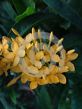 Yellow ixora in garden in lowlight with dark background