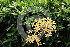 Yellow Ixora