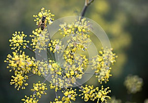 Yellow Jacket