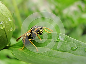 Yellow jacket